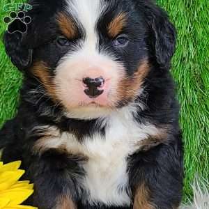 CONOR, Bernese Mountain Dog Puppy