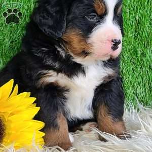 CONOR, Bernese Mountain Dog Puppy