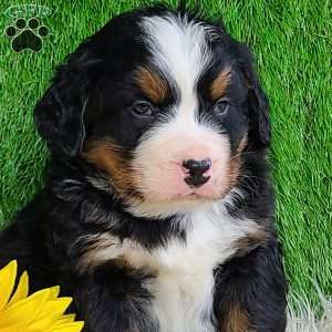 CONOR, Bernese Mountain Dog Puppy