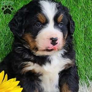 CONOR, Bernese Mountain Dog Puppy