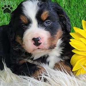 CONOR, Bernese Mountain Dog Puppy