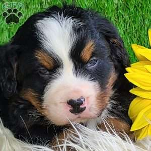 CONOR, Bernese Mountain Dog Puppy