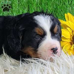 CONOR, Bernese Mountain Dog Puppy