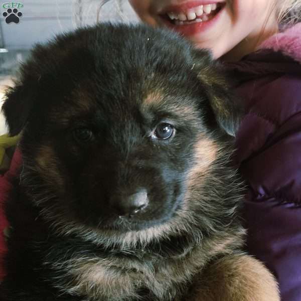 Bluey, German Shepherd Puppy