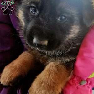 Bluey, German Shepherd Puppy