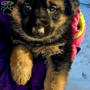 Bluey, German Shepherd Puppy