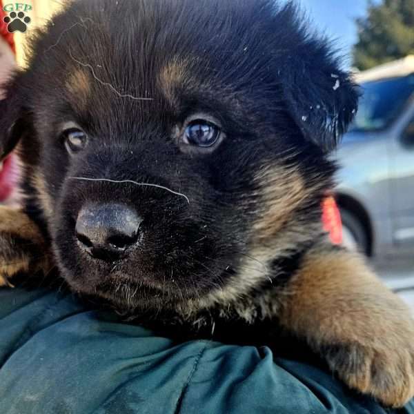 Snickers, German Shepherd Puppy