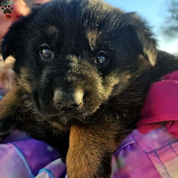 Bingo, German Shepherd Puppy