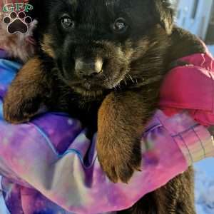 Bingo, German Shepherd Puppy