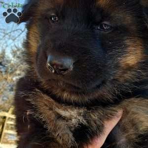 Socks, German Shepherd Puppy
