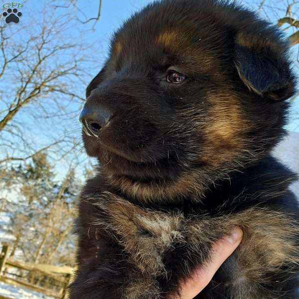 Socks, German Shepherd Puppy