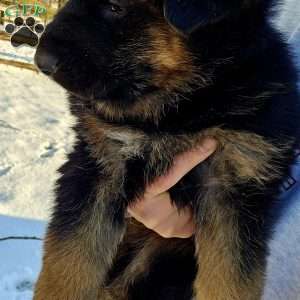 Socks, German Shepherd Puppy
