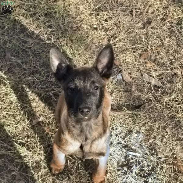 Molly, Belgian Malinois Puppy