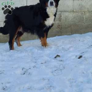 SUGAR, Bernese Mountain Dog Puppy