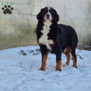 FEBRUARY, Bernese Mountain Dog Puppy