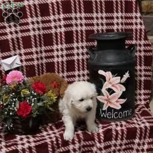 Tucker, English Cream Golden Retriever Puppy