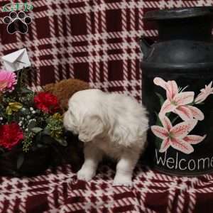 Tucker, English Cream Golden Retriever Puppy