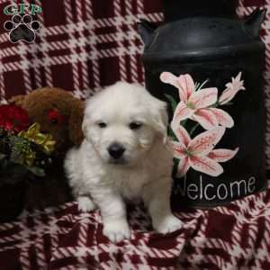 Tucker, English Cream Golden Retriever Puppy