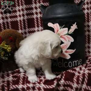 Tucker, English Cream Golden Retriever Puppy