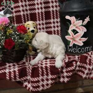 Torrey, English Cream Golden Retriever Puppy