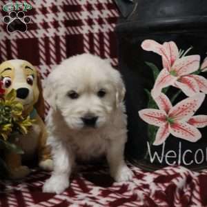 Torrey, English Cream Golden Retriever Puppy