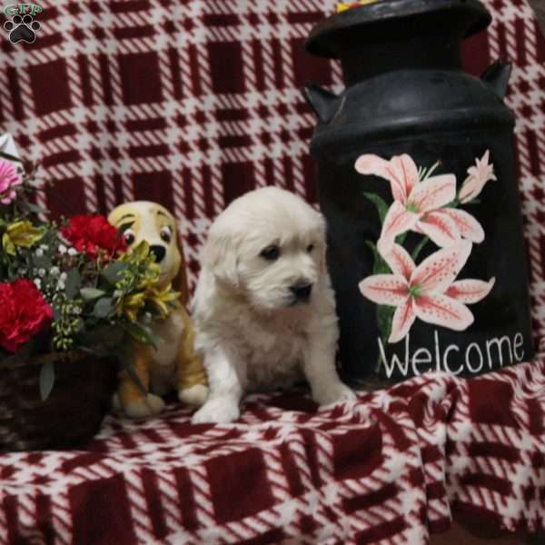 Torrey, English Cream Golden Retriever Puppy