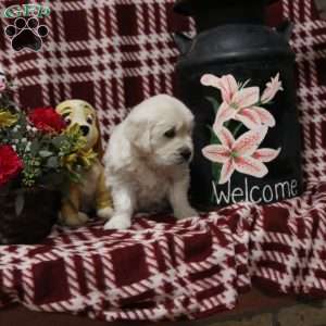 Torrey, English Cream Golden Retriever Puppy