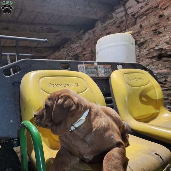 Daisy, Fox Red Labrador Retriever Puppy