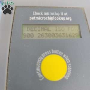 Hanson, Havapoo Puppy