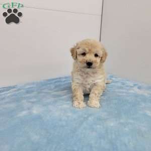 Hanson, Havapoo Puppy