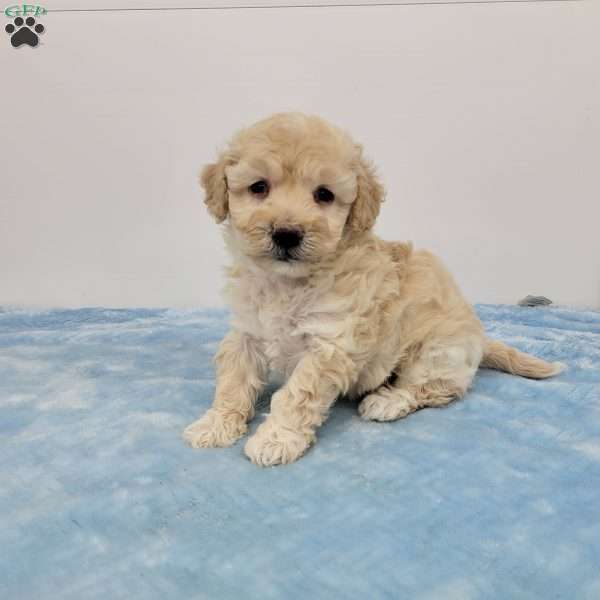 Hanson, Havapoo Puppy