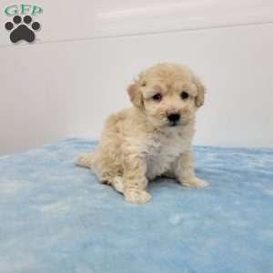 Hanson, Havapoo Puppy