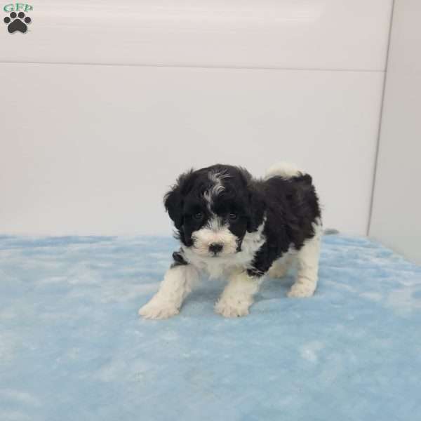 Harper, Havapoo Puppy