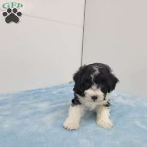 Harper, Havapoo Puppy