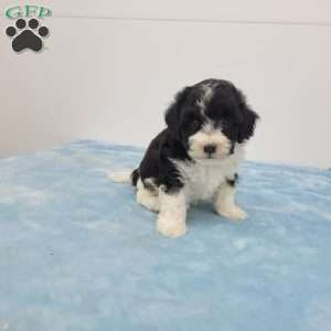 Harper, Havapoo Puppy