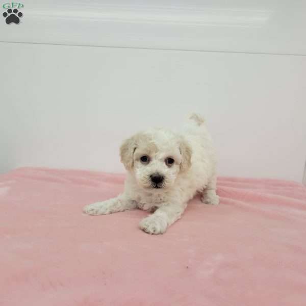 Hellen, Havapoo Puppy