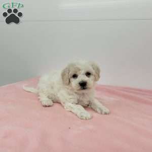 Hellen, Havapoo Puppy