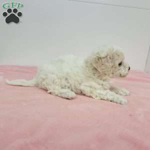 Hellen, Havapoo Puppy