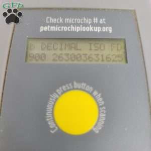 Hannah, Havapoo Puppy