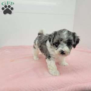 Hannah, Havapoo Puppy