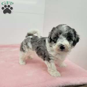 Hannah, Havapoo Puppy