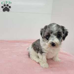 Hannah, Havapoo Puppy