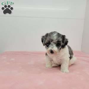 Hannah, Havapoo Puppy