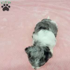 Hannah, Havapoo Puppy