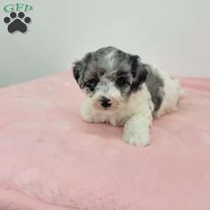 Hannah, Havapoo Puppy