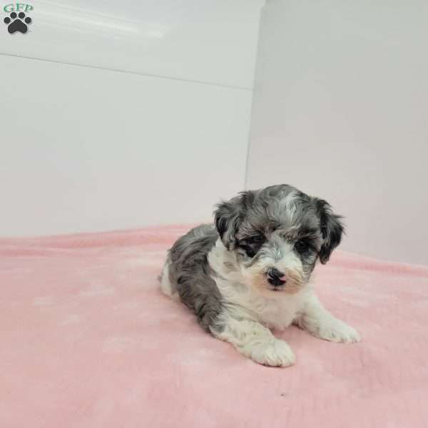 Hannah, Havapoo Puppy