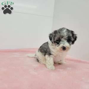 Hannah, Havapoo Puppy