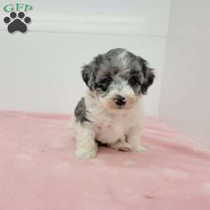 Hannah, Havapoo Puppy