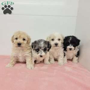 Hellen, Havapoo Puppy