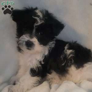 Nola, Yorkie-Chon Puppy